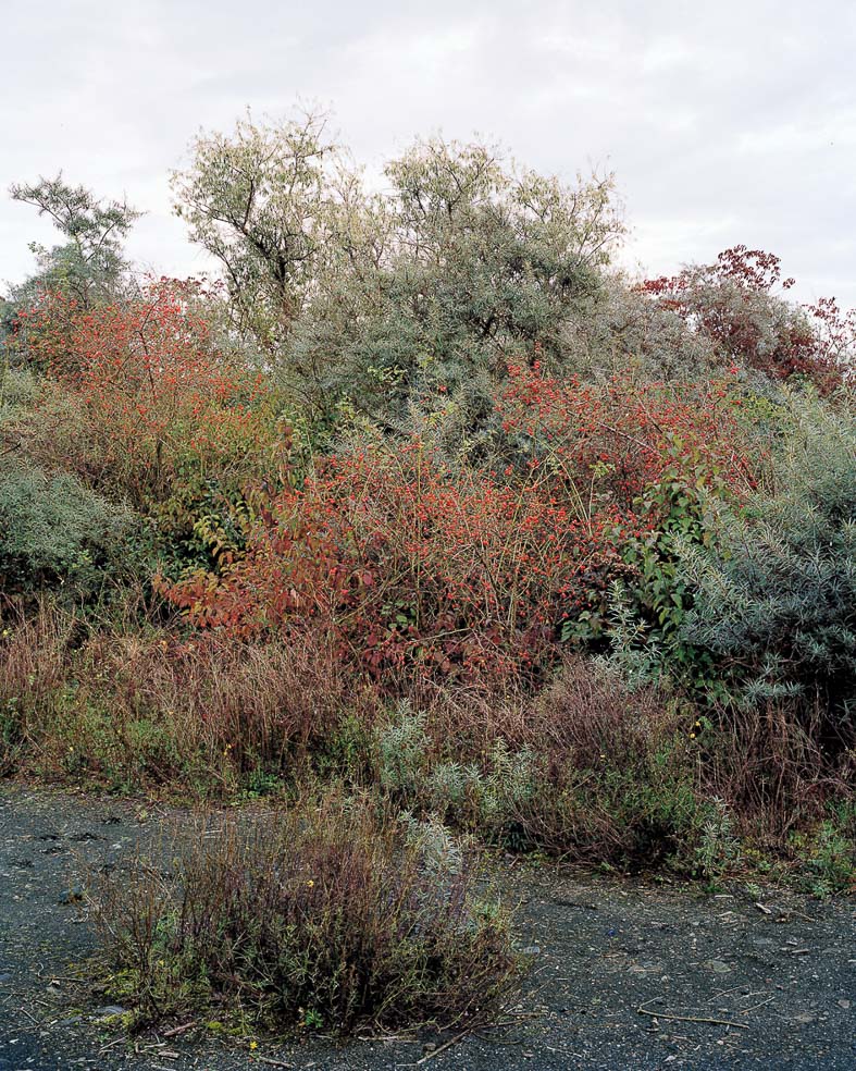 Rosenstrauch mit Hagebutten auf einer Halde im Ruhrgebiet